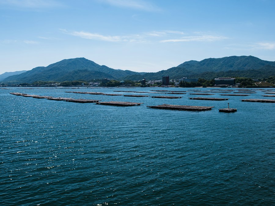 穏やかな湾に浮かぶ牡蠣の養殖筏（イメージ）